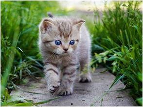 娱乐吃瓜酱找猫